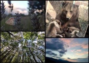 Biodiversity and Transdisciplinarity: The &quot;RiViVe&quot; Project Wins Award at the National Biodiversity Forum